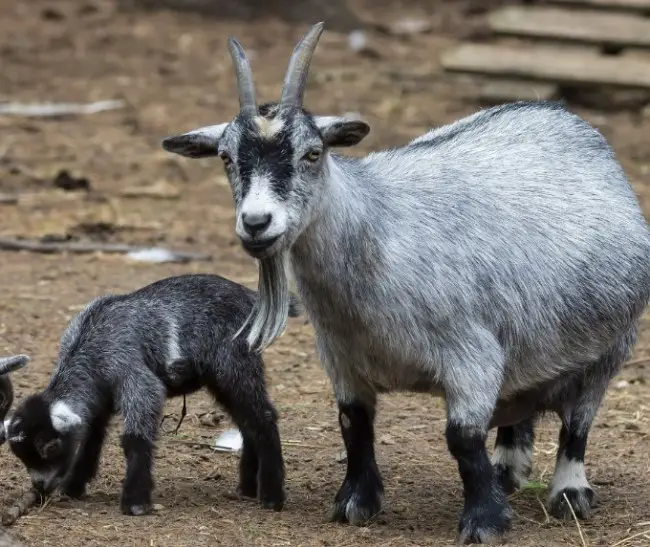 Pygmy goat