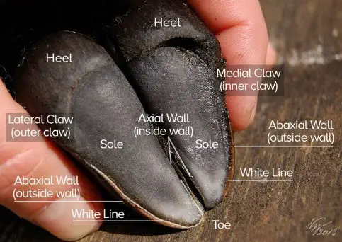 A-Z Sheep Hooves: Anatomy, Problems, Trimming, Caring - Sand Creek Farm