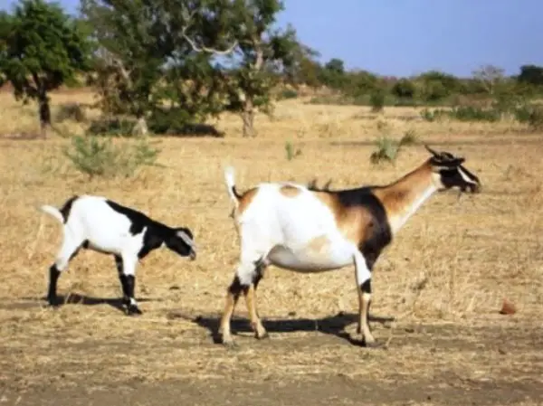 Sudanese Male Desert goat