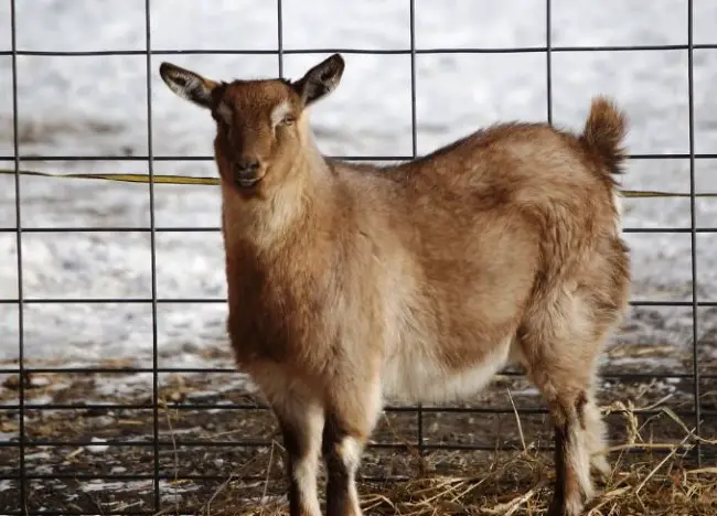 Tennessee Fainting goat