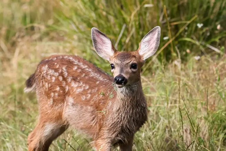 What does Baby Deer Eat - Baby deer feed
