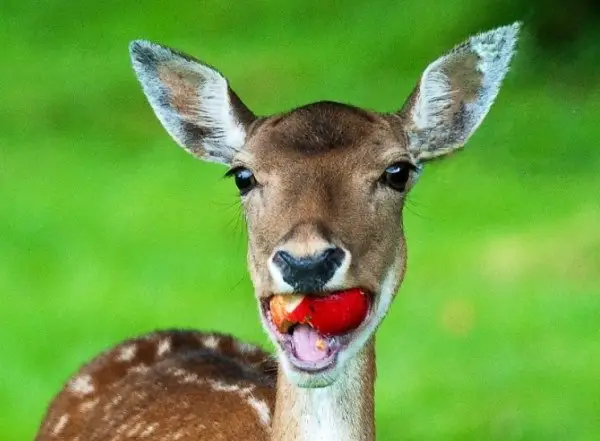 baby deer eat fruit
