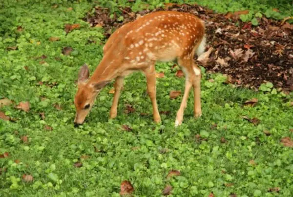baby deer eating grass