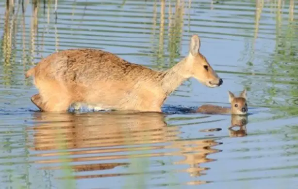 baby deer in the water