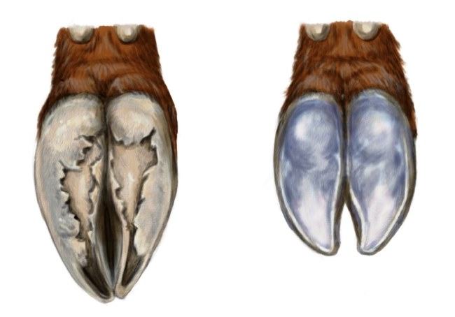 before and after goat hoof trimming