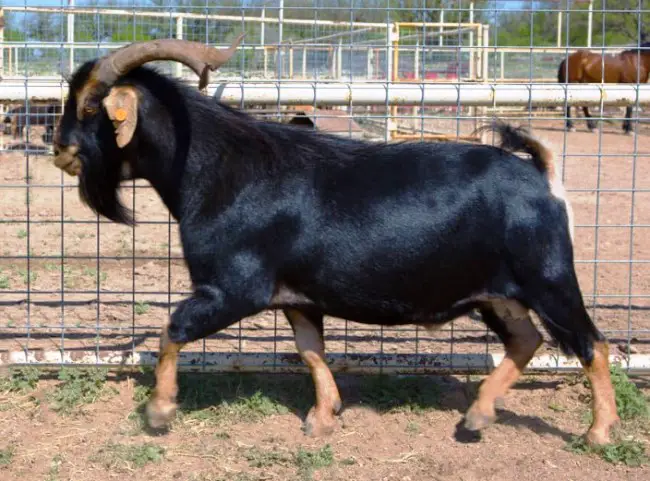 black Spanish goat