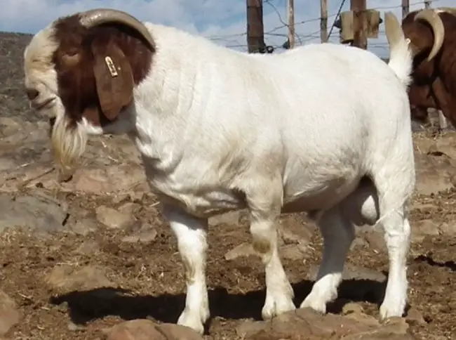 boer goat