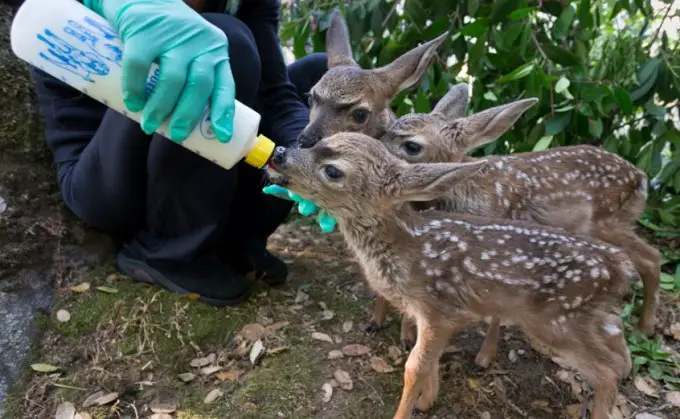 bottle feed baby deer