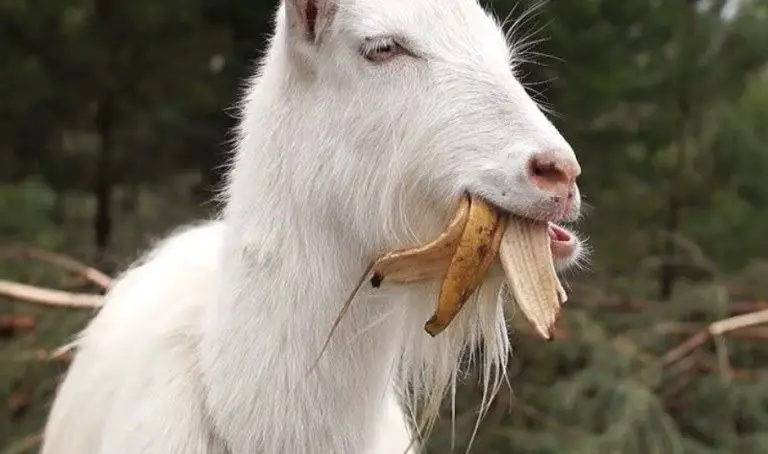 can goats eat bananas