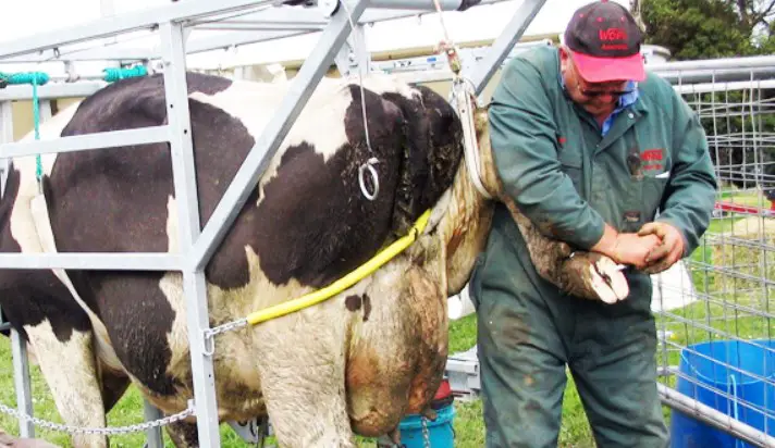 cow Hoof trimming service