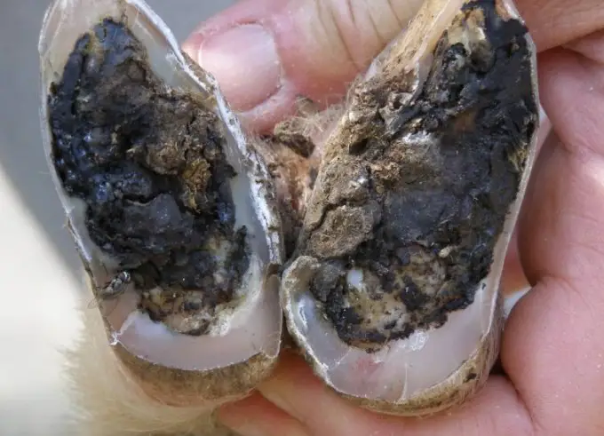 foot rot in sheep hooves