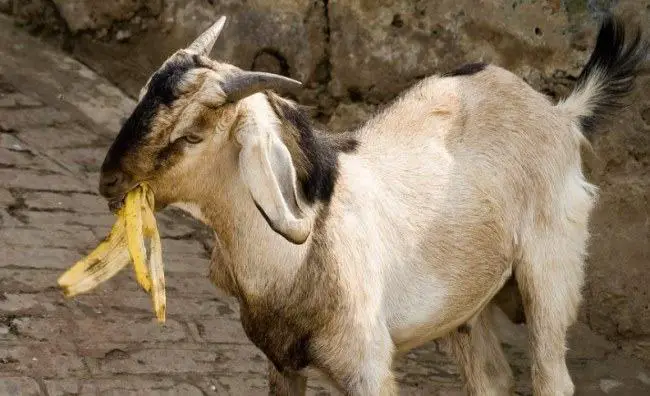 goat eat banana peel