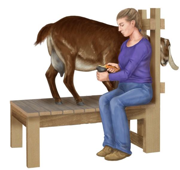 goat on milk stand when trimming hooves