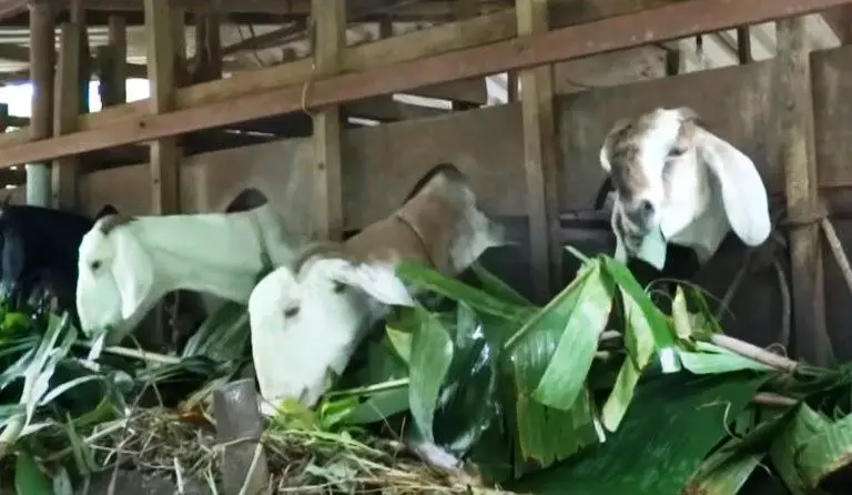 goats eat banana leaves