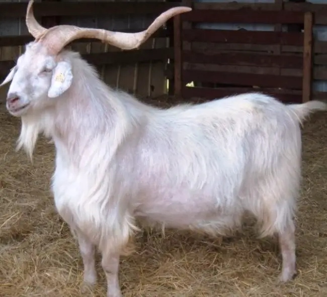 kiko goat