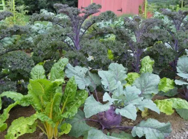 List Of Winter Vegetables To Grow At Home In Pots Or On Farm Sand 