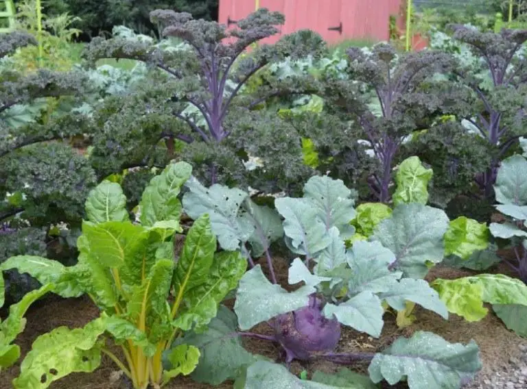 list of winter vegetables to grow