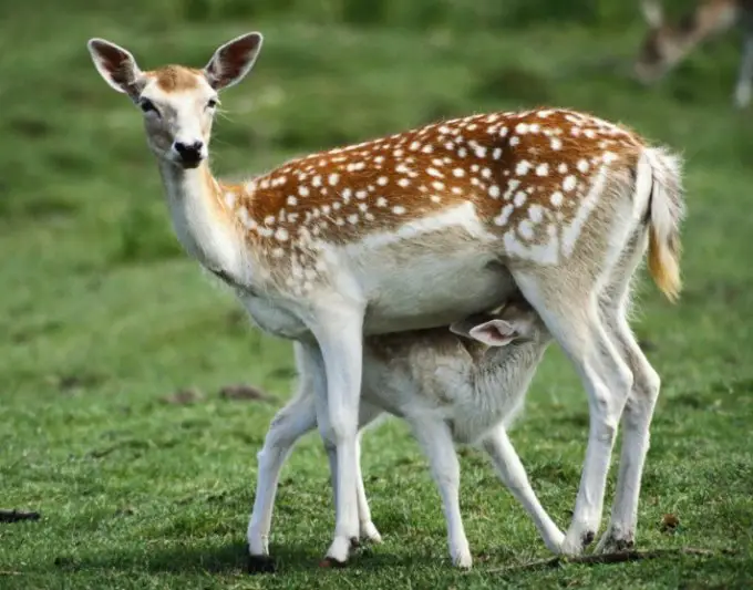 mother and baby deer