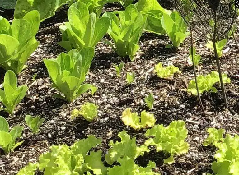 plant winter vegetables