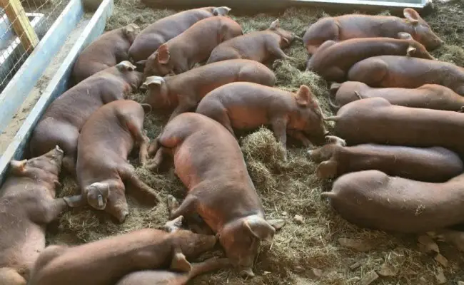 raise Red Wattle pigs for sale