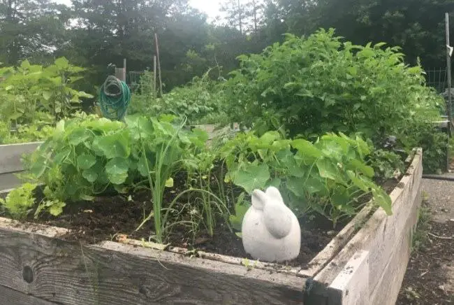 raise winter vegetables in garden bed