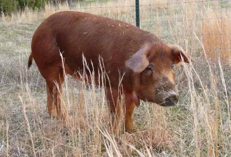 red wattle pig