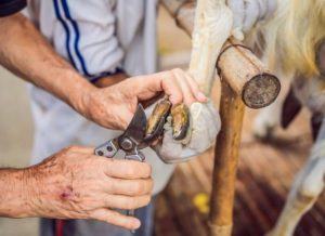 How To Trim Goat Hooves Safely? A Beginner’s Guide - Sand Creek Farm