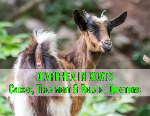 diarrhea-in-goats-causes-treatment-related-questions-sand-creek-farm