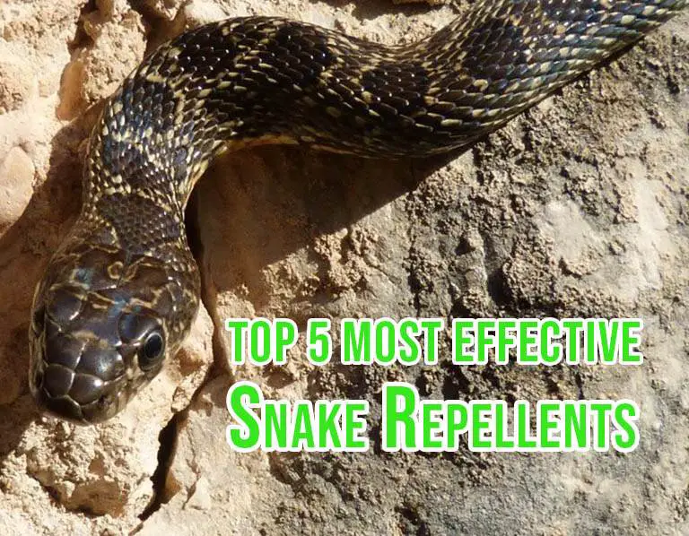 most effective snake repellent reviews - Top 5 Best picks
