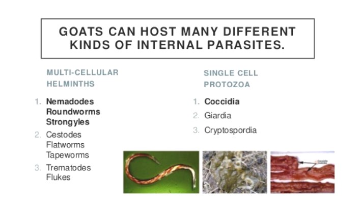parasites in goat