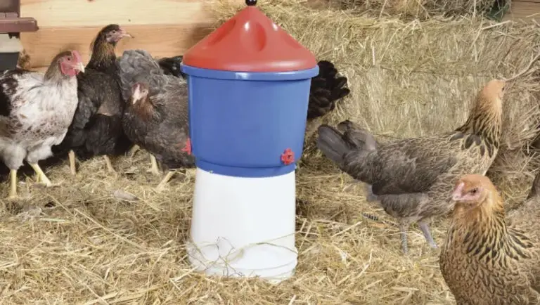 a heated chicken waterer