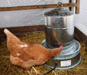 metal heated waterer