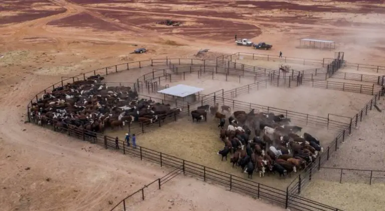 Top 5 Biggest Farms In The World - Sand Creek Farm