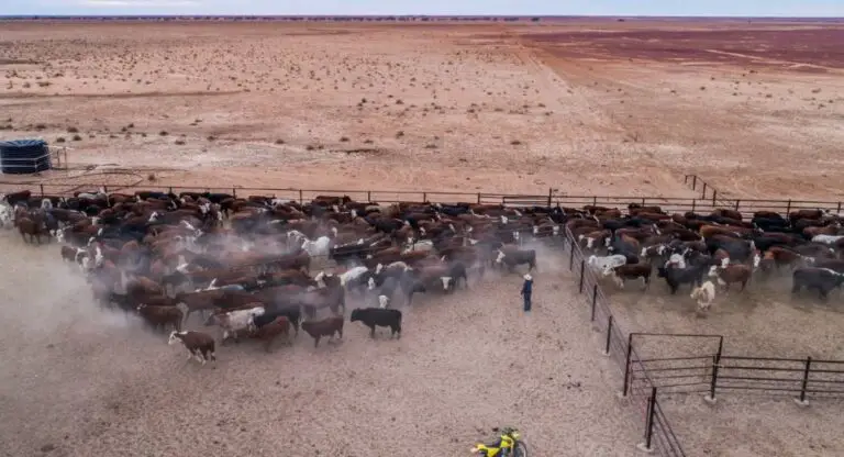 Top 5 Biggest Farms In The World - Sand Creek Farm