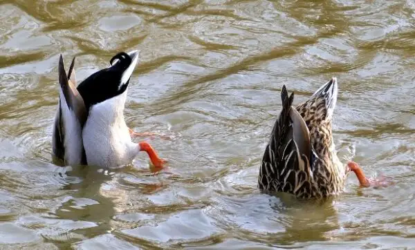 What Is A Group Of Ducks Called? - Sand Creek Farm
