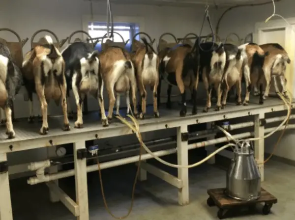 Goat Milking Machine Working