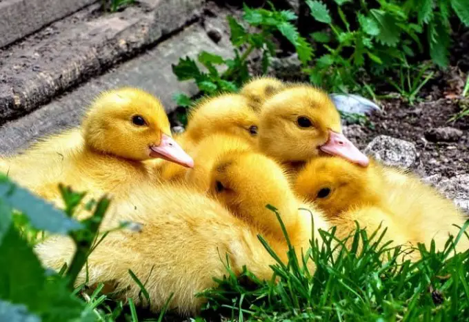Group Of Baby Ducks