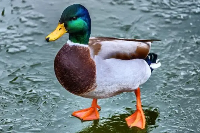 Individual Duck