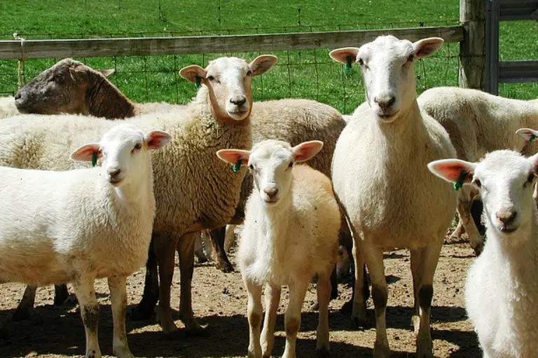 Katahdin Sheep Breed