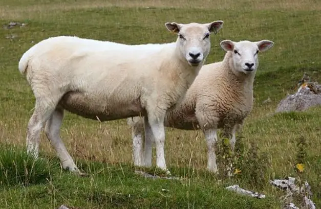 Katahdin Sheep color