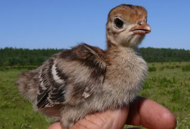 baby turkey