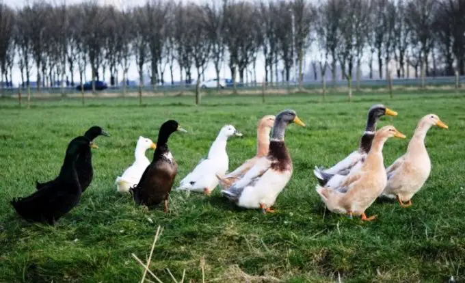 group of ducks on land