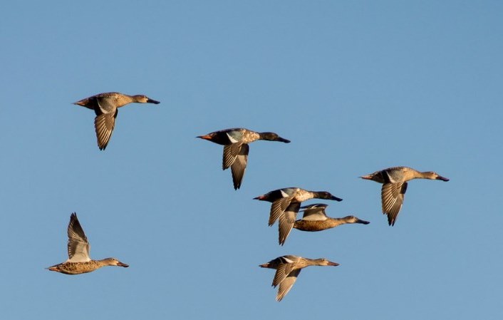 group of flying ducks in sky