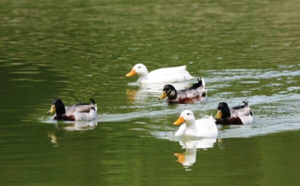 What Is A Group Of Ducks Called? - Sand Creek Farm