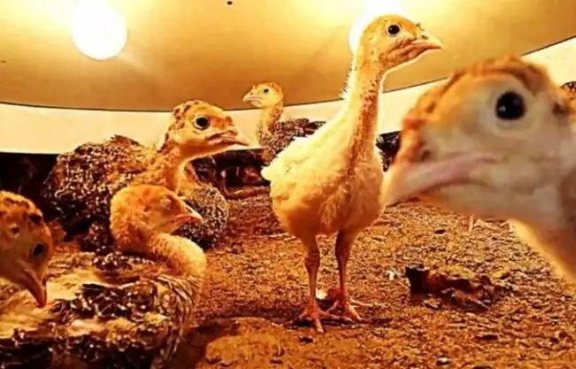 heat lamp for baby turkeys