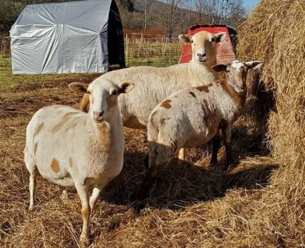 raising Katahdin sheep