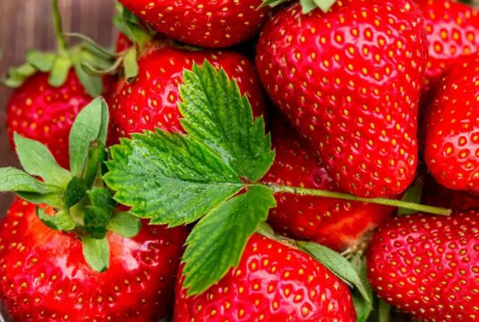strawberries are rich in vitamin and fiber