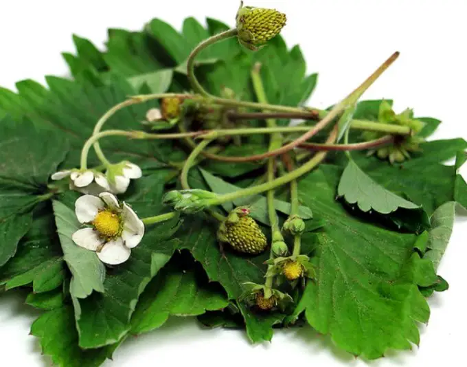 strawberries leaves