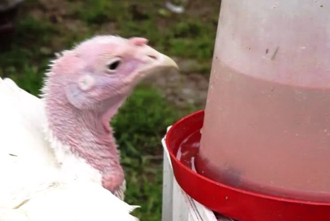 turkey drink water