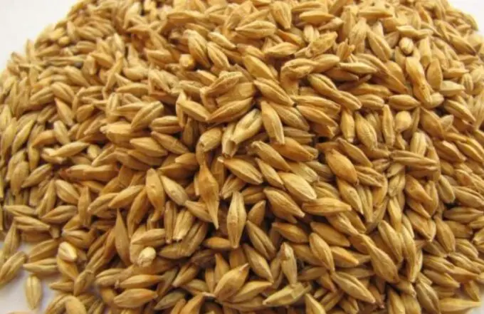 Barley grain